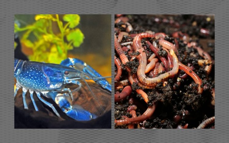 Kini Usaha Budidaya Lobster Lebih Menjanjikan, Cacing Tanah Bisa Jadi Pakan Ramah Lingkungan