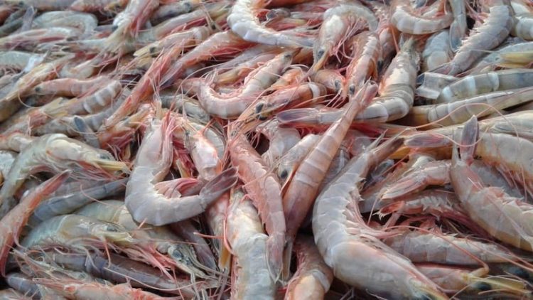 Ekspor Udang RI Terancam, Pemerintah Diminta Bidik Pasar Baru