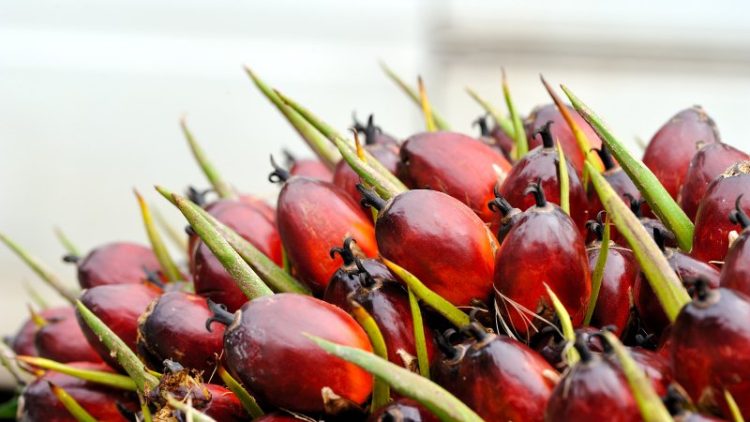 Harga CPO Melemah, Dipicu Permintaan Lesu dan Produksi yang Meningkat