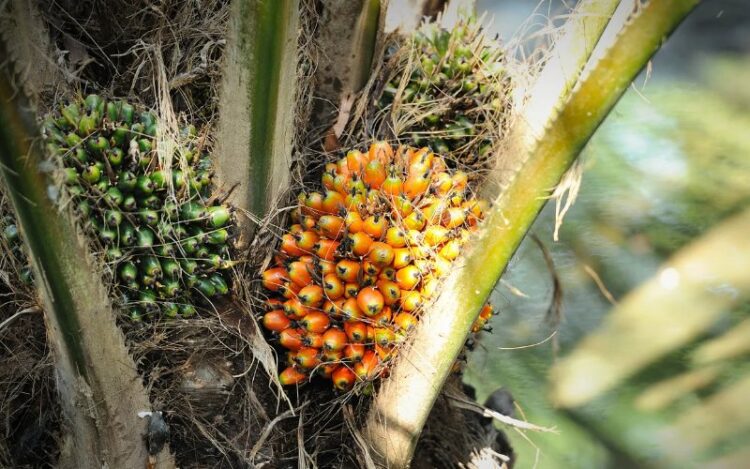Harga CPO Melemah, Tekanan Datang dari Turunnya Permintaan Tiongkok dan Ekspektasi Produksi Lambat