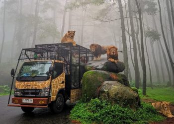Harga Tiket Taman Safari Prigen Terbaru, Cek Sebelum Berkunjung