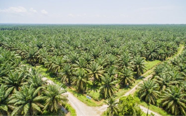 Harga CPO Anjlok di Bursa Malaysia, Tertekan Sentimen Negatif