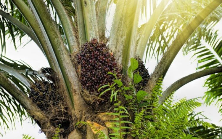 Harga CPO Naik Akibat Jumlah Produksi dan Perang Dagang