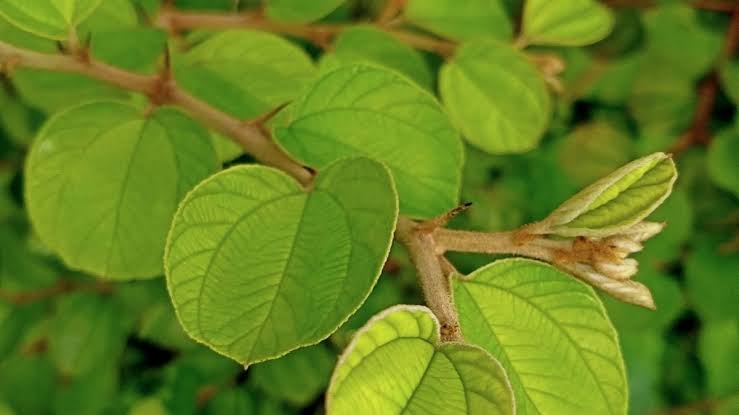 Tahukah Kamu, Daun Bidara Bisa Diolah Jadi Minuman Enak dan Menyehatkan