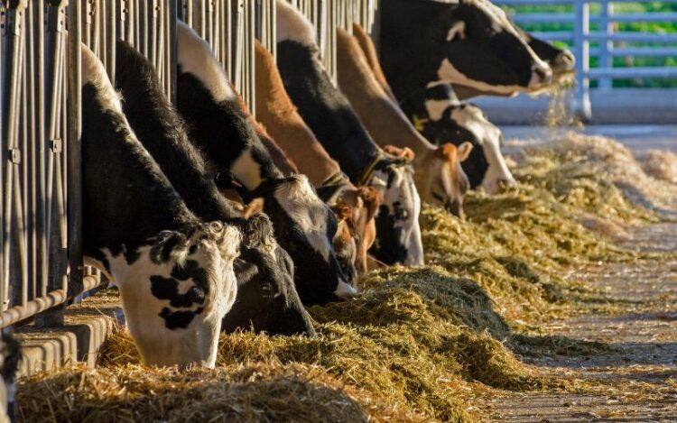 Produksi Susu Global Berpotensi Turun hingga 10 Persen