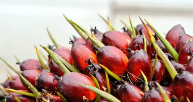Harga CPO Diperkirakan Turun Akibat Produksi Tinggi dan Permintaan Lemah